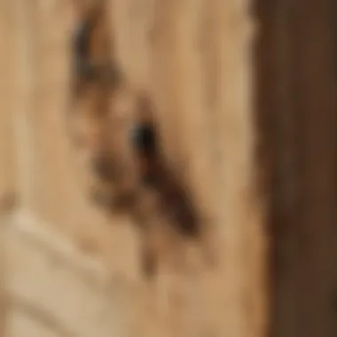 A close-up of termite damage on wooden structures