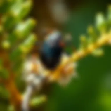 Ecological Considerations of Crossfire Insecticide Ecological impact of pest control methods