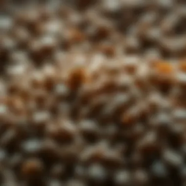 Active Ingredients in Dcon Rat Pellets Close-up of Dcon rat pellets highlighting active ingredients