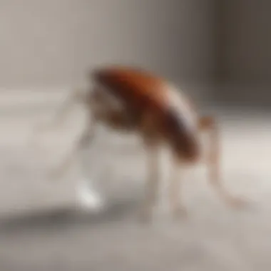 Demon Bed Bug Spray Design Demon Bed Bug Spray bottle showcasing its design