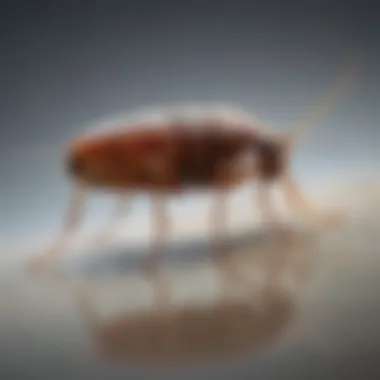 Flea Infestation on a Pet Flea jumping on a pet