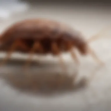 Bed Bugs vs. Fleas: A Visual Comparison Side by side comparison of bed bugs and fleas