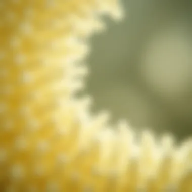 Close-up of diatoms under a microscope