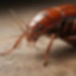 A close-up view of a cockroach showcasing its distinct physical features.