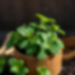 Fresh peppermint leaves for natural pest control