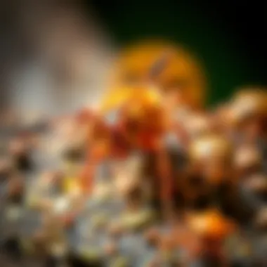 A close-up of common pests found in Greer, SC