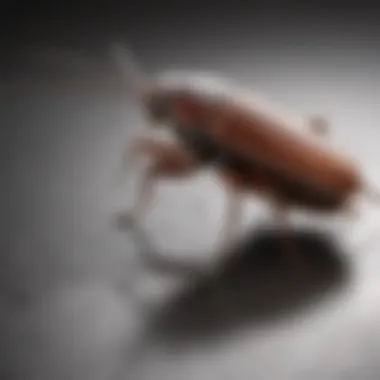 Illustration demonstrating proper application techniques for cockroach sprays