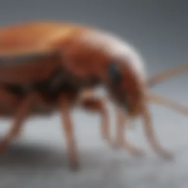 Understanding Cockroach Biology Illustration depicting the biology of cockroaches