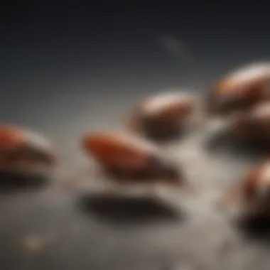 Illustration showcasing various types of cockroach sprays