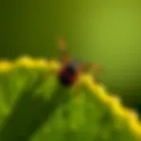 Close-up view of a tick on a leaf