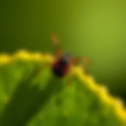 Close-up view of a tick on a leaf