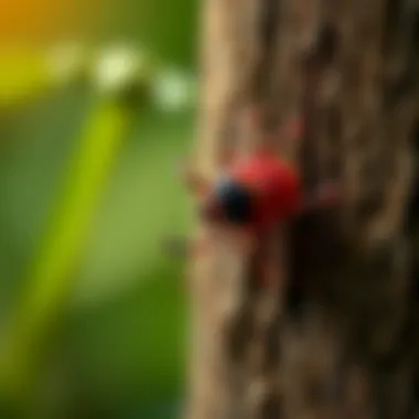 Effective Tick Prevention Strategies Preventive measures against tick infestations