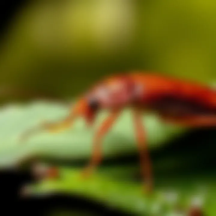 An infographic illustrating the ecological roles of both insects