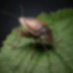 Close-up of a stink bug on a leaf