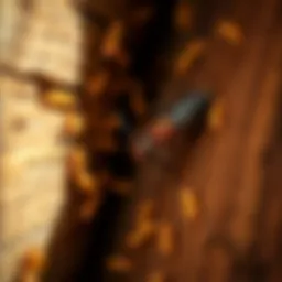 Close-up of a termite inspection in a wooden structure