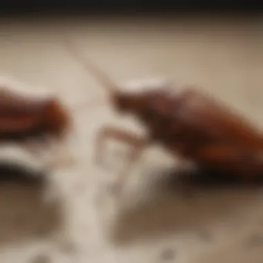 Graphical representation of cockroach elimination science