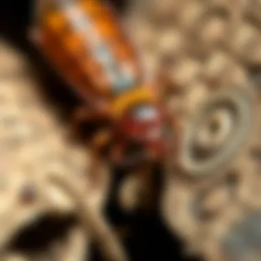 Exploring Chemical Control Methods Chemical treatment strategies for termites