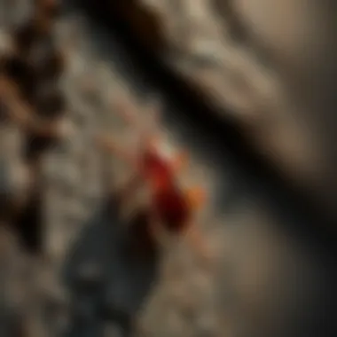 Debunking Common Termite Control Myths Myth-busting termite control