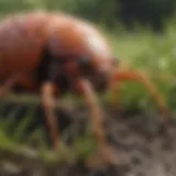 Close-up view of chigger infestation on grass