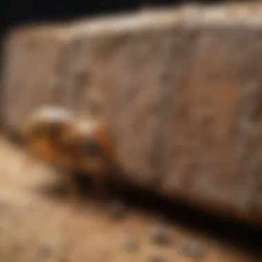 Exploring Natural Solutions for Termite Management Natural remedies for termite control