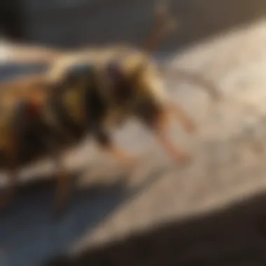 Preventing Wasp Infestations Preventive measures to avoid wasp infestations