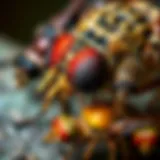 Close-up of various fly species for identification