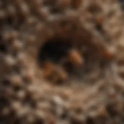 Close-up view of a hornet's nest