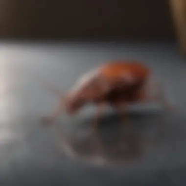 Targeted Chemical Treatment for Roaches Chemical spray being applied in a targeted manner