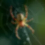 Understanding Common House Spiders Close-up of a common house spider on a web