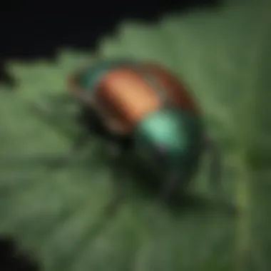 Close-up of a Japanese beetle on a leaf