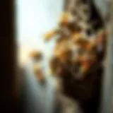 Wasp Nest in Attic Close-up view of a wasp nest in an attic