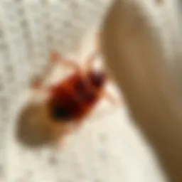 Close-up of bed bug on fabric