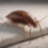 Close-up view of a bed bug on a mattress seam