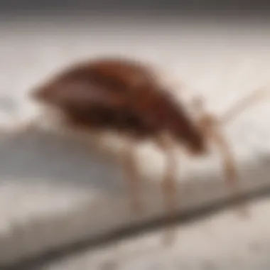 Close-up view of a bed bug on a mattress seam