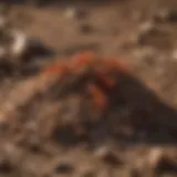 Close-up view of a fire ant mound in the soil