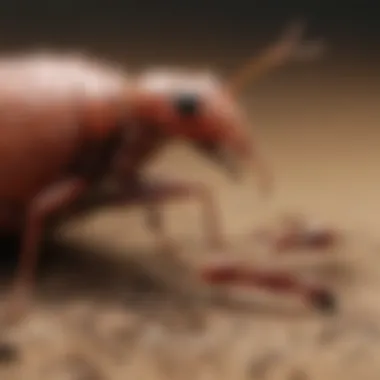 Preventing Fire Ant Infestations Illustration of preventive measures to keep fire ants away