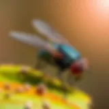 Natural fly repellents like essential oils