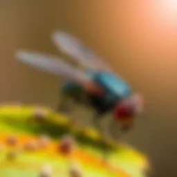 Natural fly repellents like essential oils