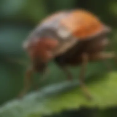 Close-up view of a stink bug on a leaf