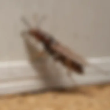 Professional technician inspecting a home for termite infestation