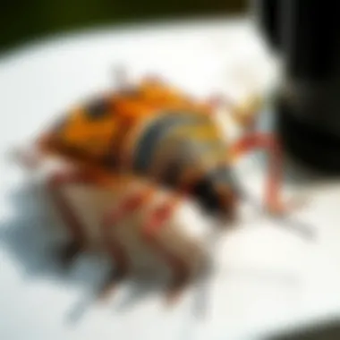 Chemical Treatments for Stink Bugs Chemical solutions for stink bug management