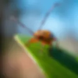 Close-up of a stink bug on a leaf