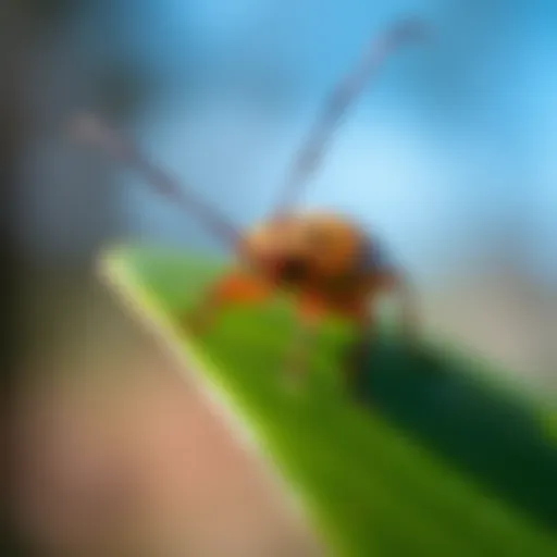 Close-up of a stink bug on a leaf