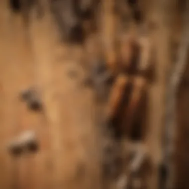 A close-up view of termite damage in wooden structure