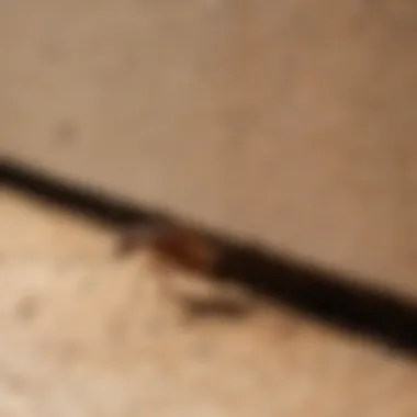 Termite Inspection by Expert A professional inspecting a home for termite activity