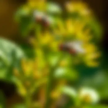 Natural fly repellent plants