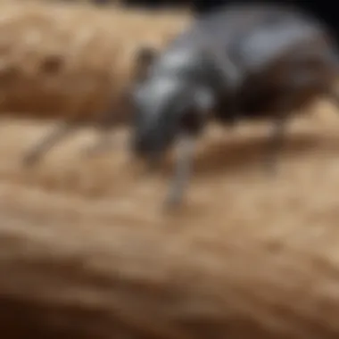 Close-up of saw-toothed grain beetles on a grain product