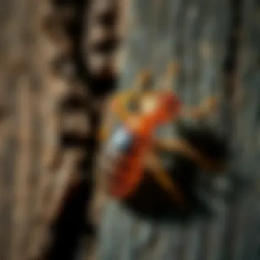 Strategies to Prevent Termite Infestation Preventative measures against termite infestations