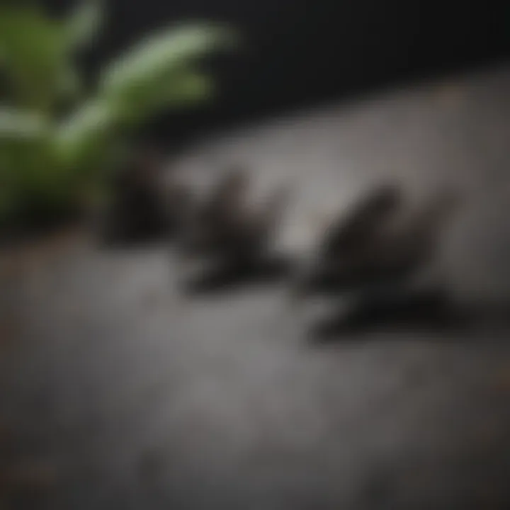 Black moths resting on a dark surface