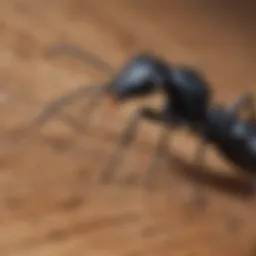 Close-up of carpenter ant on wood surface